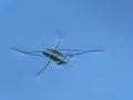Close-up of one water strider, Gerris Royalty Free Stock Photo