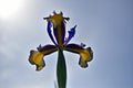 Close up of one white blue yellow iris flower on green, in a sunny spring garden Royalty Free Stock Photo