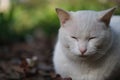 One white cat eyes closed napping outdoor Royalty Free Stock Photo