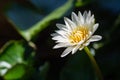 Close-up of one white lotus flower is blooming in the pot with green leaves background Royalty Free Stock Photo