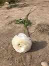 Close up one white persian asian buttercup ranunculus asiaticus on gray ground Royalty Free Stock Photo