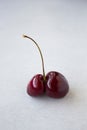 Close up of one whole fresh twin cherry fruit on a light gray background. Trendy ugly food or food waste concept.