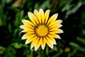 Close up of one yellow gazania flower with blurry background, in soft focus, in a garden in a sunny summer day Royalty Free Stock Photo