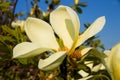 Vanilla magnolia flower