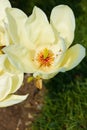 Vanilla magnolia flower