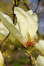 Vanilla magnolia flower