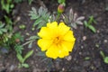 Close up of one yellow orange tagetes or African marigold flower in a a garden in a sunny summer garden, textured floral Royalty Free Stock Photo