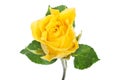 Close up on one yellow rose. Royalty Free Stock Photo