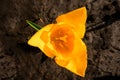 Close-up One yellow tulip grows from the ground. Top view. Royalty Free Stock Photo