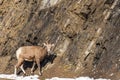 Close-up one young Bighorn Sheep ewe standing on the rocky hillside. Banff National Park in October Royalty Free Stock Photo