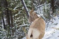 Close-up one young Bighorn Sheep ewe standing in the snowy forest. Banff National Park in October Royalty Free Stock Photo