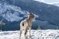 Close-up one young Bighorn Sheep lamb standing in the snowy forest. Banff National Park in October Royalty Free Stock Photo