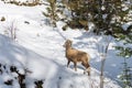 Close-up one young Bighorn Sheep lamb standing in the snowy forest. Banff National Park in October Royalty Free Stock Photo