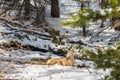 Close-up one young Bighorn Sheep lamb standing in the snowy forest. Banff National Park in October Royalty Free Stock Photo