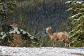 Close-up one young Bighorn Sheep lamb standing in the snowy forest. Banff National Park in October Royalty Free Stock Photo