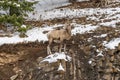 Close-up one young Bighorn Sheep standing on the snowy rocky mountain hillside. Banff National Park Royalty Free Stock Photo