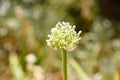 Close-up of onion flower.