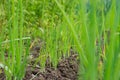 Close-up of the onion garden beds. Royalty Free Stock Photo