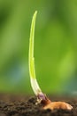 Close up of an onion plant on fertile ground Royalty Free Stock Photo