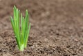 Close up of an onion plant