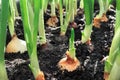 Close-up of onion plantation