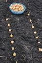 Close-up of onion seeds in planting process