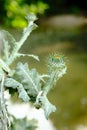 Close-up of Onopordum acanthium aka cotton thistle, Scotch or Scottish thistle Royalty Free Stock Photo