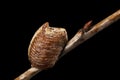 Close-up ootheca, formed by female praying mantis on an cherries branch. An ootheca is a type of egg mass made by mantises.