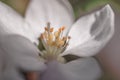 Close up of an open Apple blossom