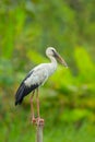 Close up of Open-billed stork