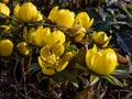 Early yellow spring flowers - cultivar of Winter aconite (Eranthis tubergenii) \'Guinea Gold\' in