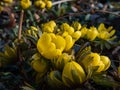 Early yellow spring flowers - cultivar of Winter aconite (Eranthis tubergenii) \'Guinea Gold\' in