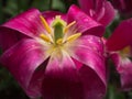 Close up of an open Bright Pink Tulip Royalty Free Stock Photo