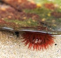 Close up of open coral red anemone at low tide in Snowdonia National Park
