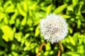 Macro shot of a white ball of ripe dandelion. Royalty Free Stock Photo