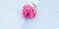 Close-up of an open empty Notepad, a book with empty pages, a pink rose lying on top. Romantic and gentle concept, space to copy Royalty Free Stock Photo