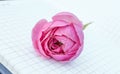 Close-up of an open empty Notepad, a book with empty pages, a pink rose lying on top. Romantic and gentle concept, space to copy Royalty Free Stock Photo