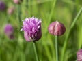 Close Up Of A Open Flower and A Bud Of The Herb Chives