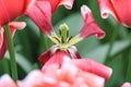 Close up of the open heart of the tulip Royalty Free Stock Photo
