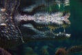 Close-up Of The Open Mouth Of A Crocodile Underwater