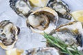 Close up open oyster shell with herb spices lemon rosemary served table and ice healthy sea food raw oyster dinner in the Royalty Free Stock Photo