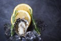 Close up open oyster shell with herb spices lemon rosemary served table and ice healthy sea food raw oyster dinner in the Royalty Free Stock Photo