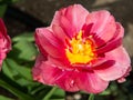 Close-up of an open tulip bud with elegant pink petals on a green background. Beautiful red-pink tulip flower in the spring garden Royalty Free Stock Photo