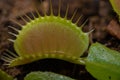 A close up of Dionaea muscipula open flytrap Royalty Free Stock Photo