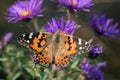 American Painted Lady butterfly Vanessa virginiensis Royalty Free Stock Photo