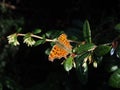 Close-up of an open winged polygonia c-album, or comma butterfly on a twig of wintergreen barberry (berberis julianae)