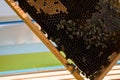 Close up of opened beehive or bee box and frame full of bees Royalty Free Stock Photo