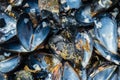 Close up of opened fresh mussel shells
