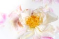 Close-up of the opened middle of a white rose with yellow stamens. Floral pastel background. Selective focus and blur Royalty Free Stock Photo