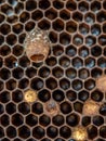 Close up of opened queen cup in honeycomb. Royalty Free Stock Photo